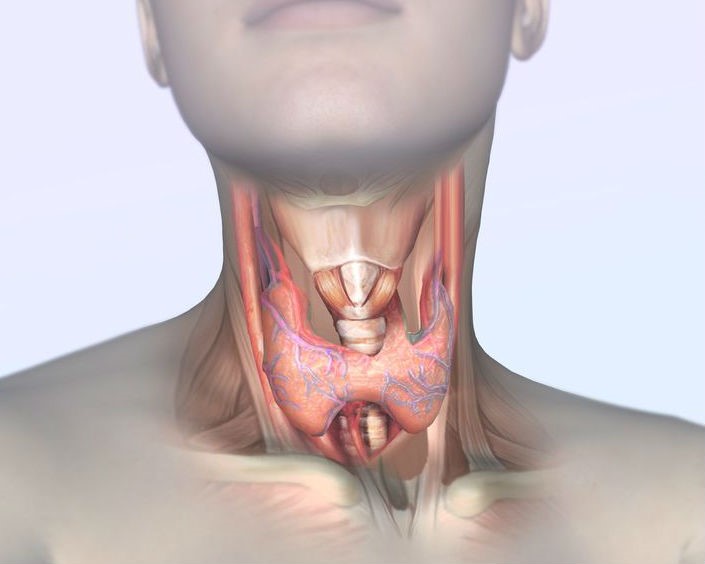 УЗИ щитовидной железы - показания