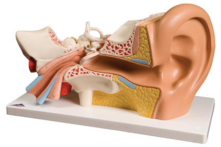МРТ внутреннего уха - показания к исследованию
