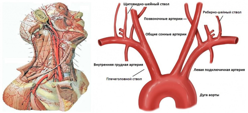 Анатомия брахиоцефальных артерий - схема