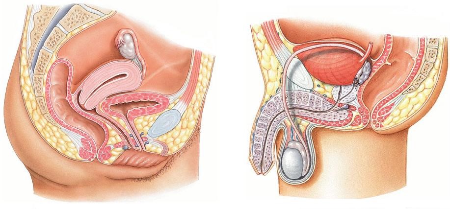 Органы малого таза у мужчин и женщин - анатомия