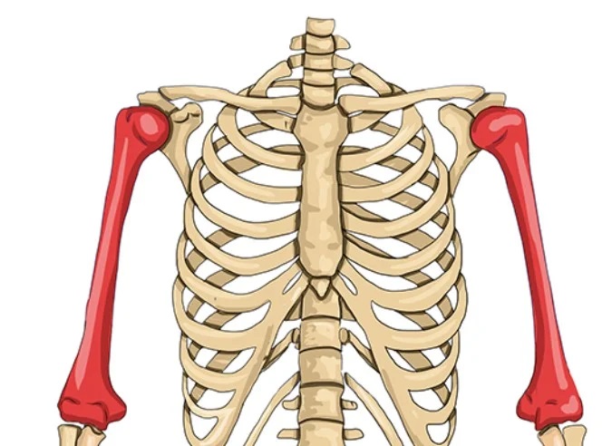 Рентген плечевой кости - показания