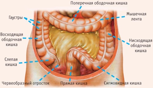 анатомическое строение кишечника